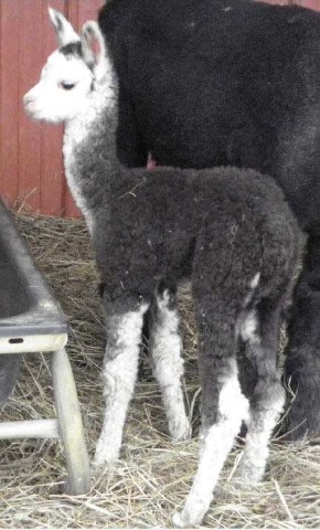 2010 Grey Male Cria